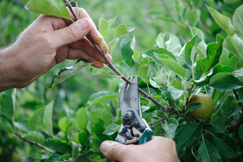 Pruning for Size Control and Canopy Management