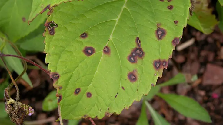 Cercospora Leaf Spot: Managing Fungal Diseases
