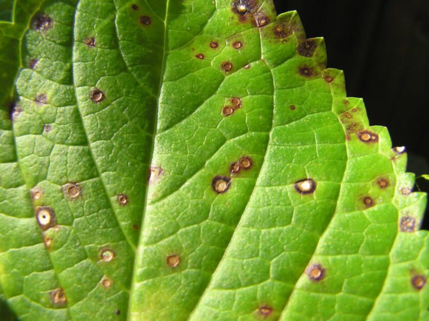 Symptoms of Cercospora Leaf Spot