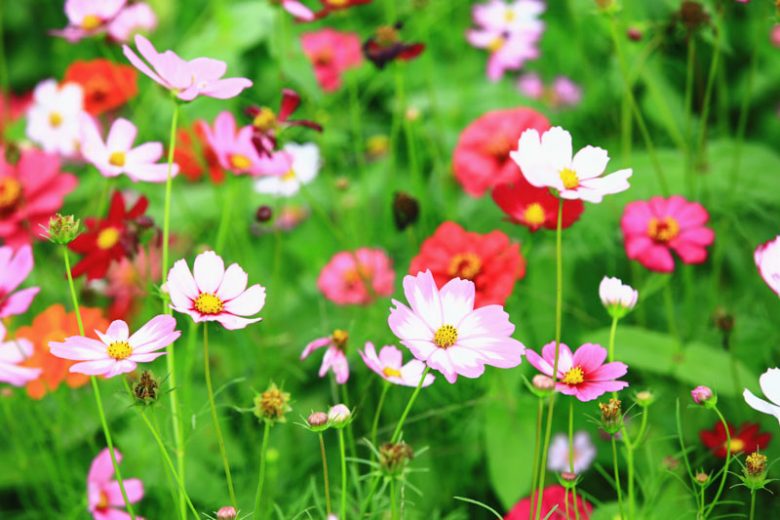 How to Choose the Right Location for Cosmos Flowers