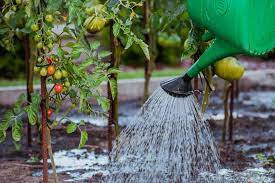 Water Conservation in No-Till Gardens