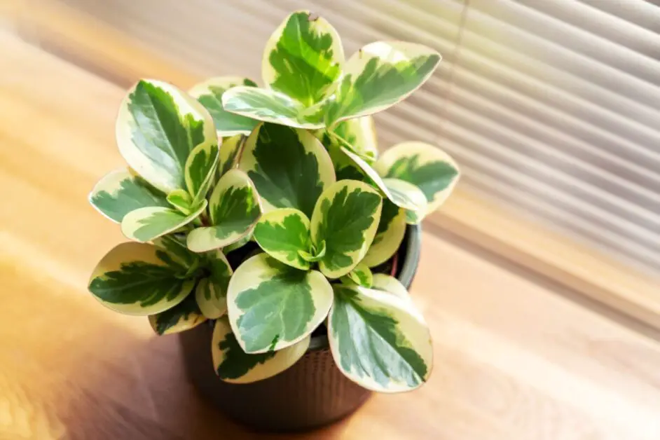 Peperomia Plants: Diverse Indoor Greenery