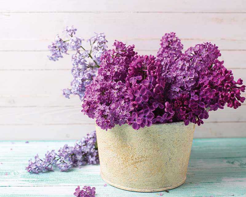Harvesting and Preserving Lilac Blooms for Indoor Display