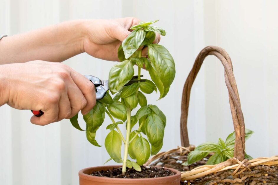 Pruning and Harvesting Basil Leaves