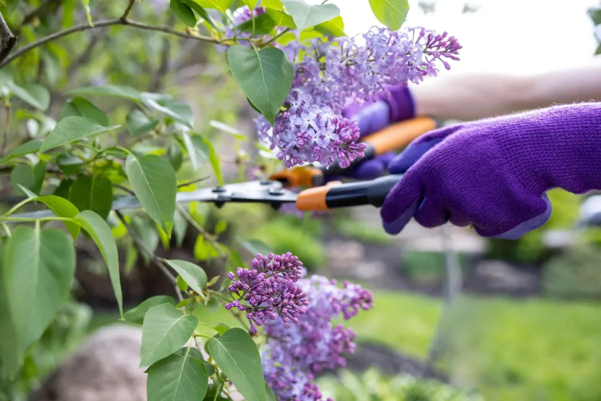 Pruning Techniques for Healthy Lilac Growth