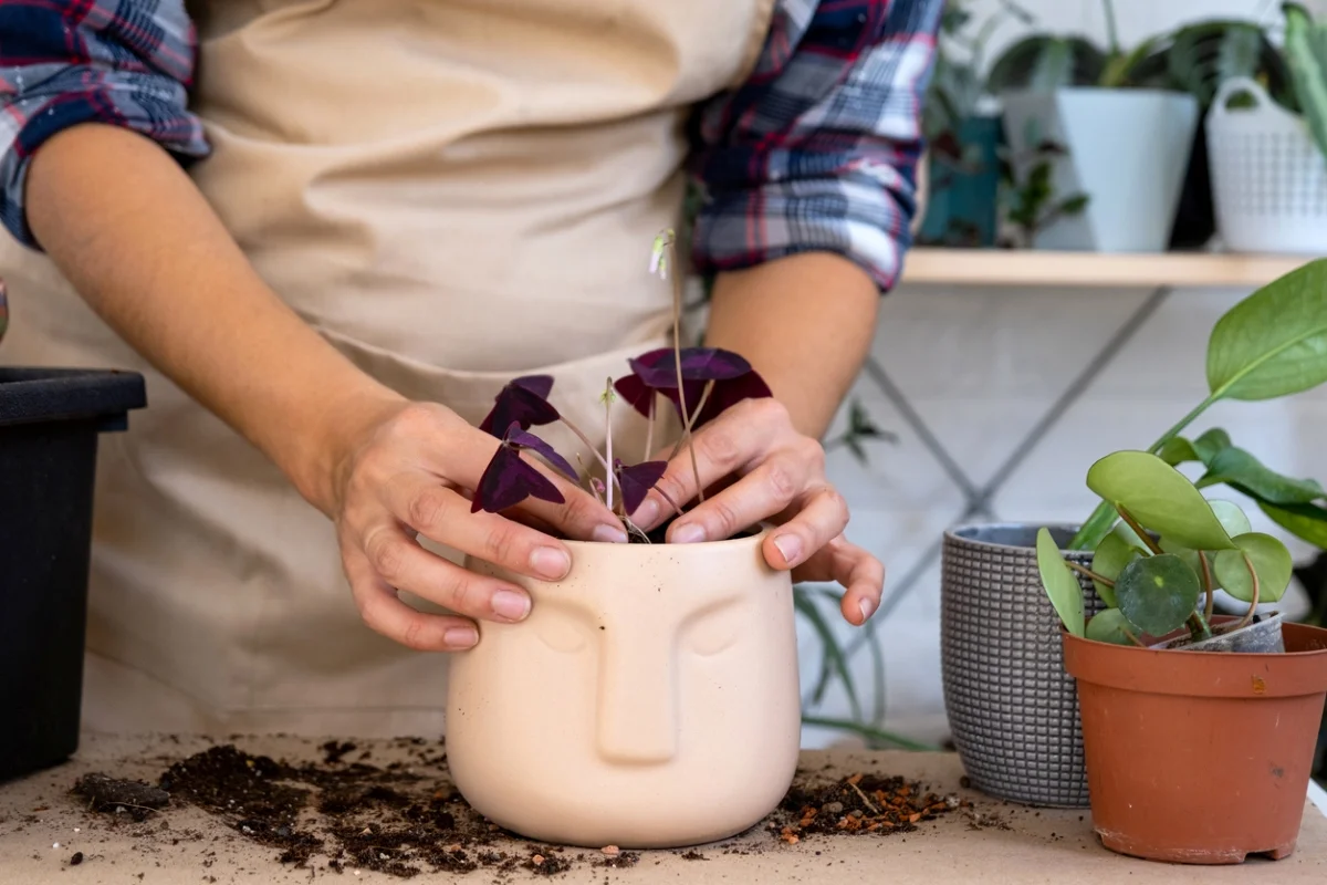 Repotting Your False Shamrock: When and How to Do It