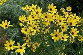 Tall Tickseed Cultivation: Coreopsis Tripteris Care