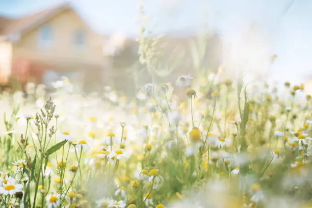 harvesting chamomile flowers