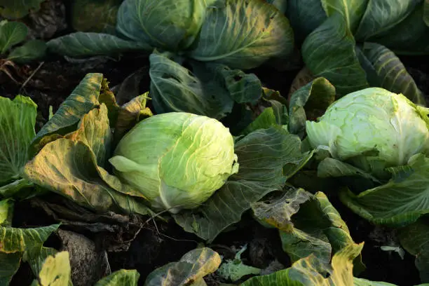 Cabbage Looper Control: Eliminating Garden Pests