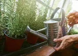 Rosemary Watering Schedule