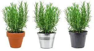 Rosemary Watering Guide: Frequency and Amount