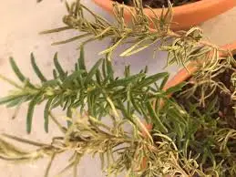 Signs of Overwatering Rosemary