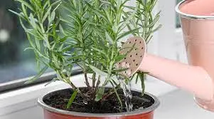 How to Properly Water Rosemary