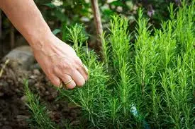 Using Mulch to Help Retain Moisture for Rosemary Plants