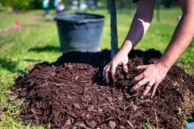 Using Mulch to Help Retain Moisture for Rosemary Plants