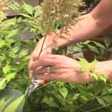 Tips for Pruning Astilbes to Promote Growth