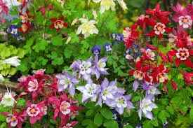 Columbine Flowers: Planting and Care Guide