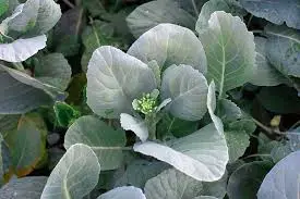 Benefits of Growing Gai Lan in Your Garden