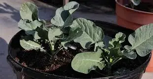 Preparing the Soil for Optimal Gai Lan Growth