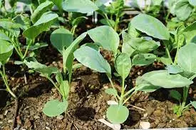 Planting Chinese Broccoli Seeds or Seedlings