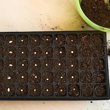 How to Choose the Right Seeds for Hydroponic Seed Starting