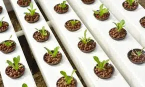 Hydroponic Seed Starting: A Beginner’s Guide