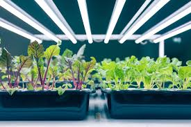The Benefits of Using Grow Lights for Hydroponic Seed Starting