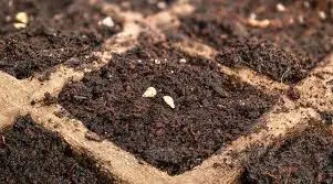 Common Mistake #1: Improper Seed Depth