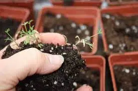 Transplanting Seedlings Carefully