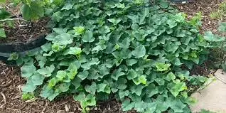 Sweet Potato Synergy: Companion Planting Guide