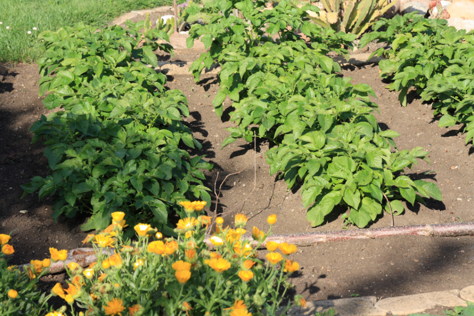Benefits of Companion Planting with Sweet Potatoes