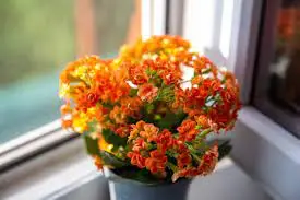 Light Requirements for Kalanchoe Blossfeldiana