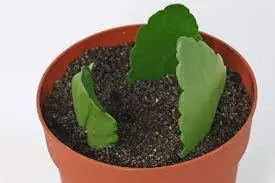 Propagation Methods for Kalanchoe Blossfeldiana