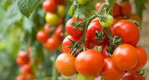 Tomato Seed Starting: Timing for a Bountiful Harvest