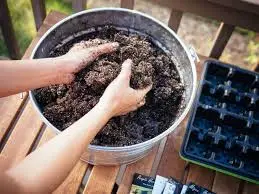 Preparing the Soil for Tomato Seeds
