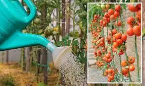 Watering Tomato Plants Properly