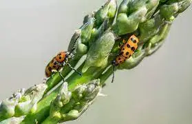 Asparagus Beetle Management: Protecting Your Asparagus