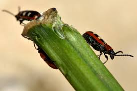The Damage Asparagus Beetles Can Cause