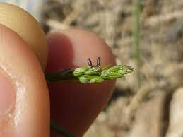 Mechanical Control Methods for Asparagus Beetles