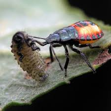 Natural Predators of Asparagus Beetles
