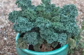 Kale Container Gardening: Tips for Success