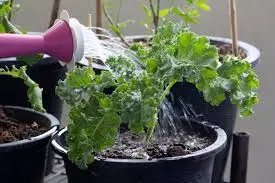 Watering Your Kale Plants Correctly