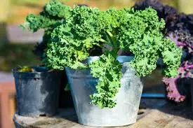 Fertilizing Your Kale Plants