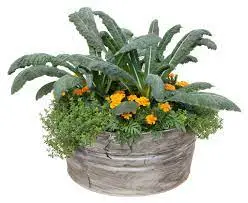 Companion Planting for Kale Containers
