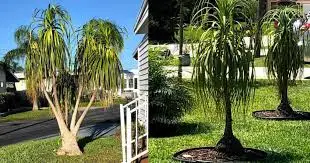 Ponytail Palm Outdoor 