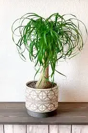 Indoor Ponytail Palm