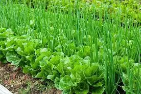 Lettuce Companions: Enhancing Growth in the Garden