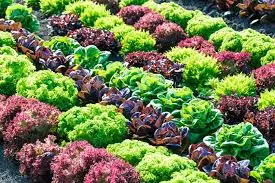 Plants That Thrive Alongside Lettuce in the Garden
