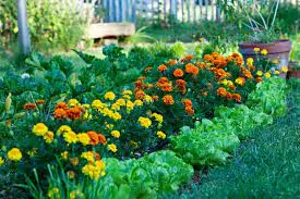 Companion Flowers That Attract Beneficial Insects to Your Garden