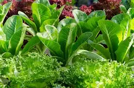 Companion Plants That Can Help Shade Lettuce During Hot Summer Months
